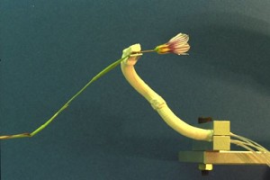 フレキシブルマイクロアクチュエータ