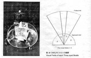 みつめむれつくり